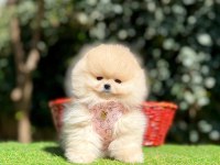 Safkan Pomeranian Boo Yavrularımız