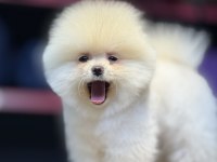 Bakanlık onaylı çiftlikten pomeranian boo bebekler