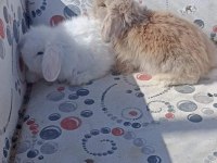 Hollanda Teddy Lop Tavşan Yavruları