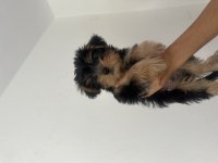 Yorkshire terrier 15 haziran doğumlu