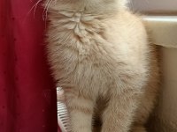 Ücretli Sahiplendirme Scottish Fold