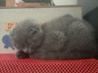 Scottish fold yavru kedimi ve annesini sahiplendiriyorum