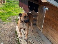 5 yaşında sakin kısır dişi çipli presa canario