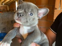 Blue french bulldog erkek teslime hazır