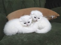 Scottish Fold Yavrumuz Yeni Yuvasına Gitmeye Hazır