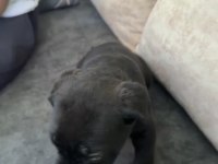 55 Günlük Çipli kimlikli ERKEK CANE CORSO YAVRU