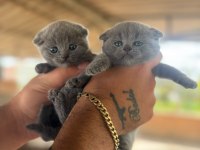 Yavru Scottish Fold Kediler