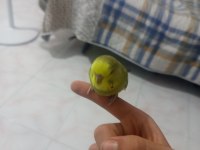 2 aylık erkek ve dişi ele alışkın muhabbet kuşları