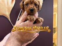 Toy Poodle Dişi Erkek