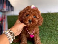 Premium Toy Poodle