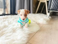 Üst Kalite jack russell yavrular