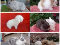 Cüce ve lop ırkı tavşan