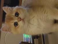 Şecereli british longhair kediler sahiplendirilecek