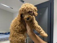 Yavru toy poodle sahiplendirme