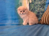 British shorthair yavrumuz