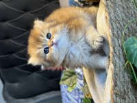 Yüksek kalite golden british longhair kedimiz