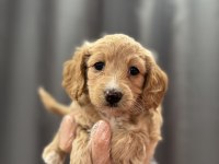Bebek yüz maltipoo yavrular