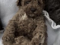 Toy Poodle
