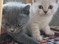 Teslime Hazır Safkan British Bebekler