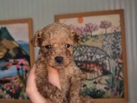 POODLE PRENS VE PRENSESLER