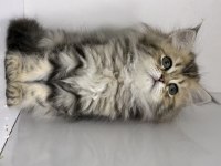 British Longhair Golden Kedisi