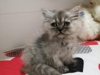 Oyuncu minik scottish fold yavrularımıza sıcak yuva arıyoruz