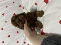 2 aylık toy poodle bebekler erkek