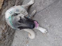 8 aylık kangal köpeği