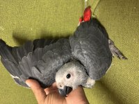 Güzeller güzeli bebek jako papağanımız