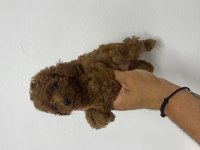 Poodle Akademi