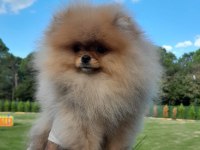 Pomeranian yavrular