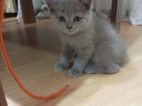 British shorthair scottish fold yavruları
