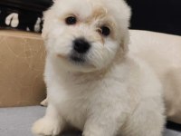 EN KÜÇÜK BOY MALTİPOO