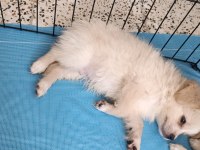 Cins Uygun Pomeranian Yavrular