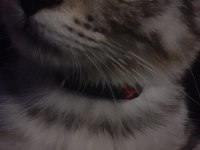3 aylık gri erkek kedimiz yuvasını arıyor