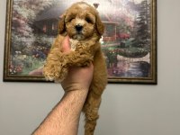 Ev üretimi mükemmel maltipoo yavrular