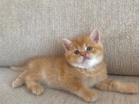 Golden British Shorthair Bebekler