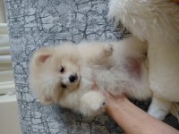 Pomeranian boo 70 günlük