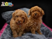 SAĞLIK GARANTİLİ ORJİNAL TOY POODLE BEBEKLERİMİZ