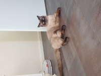 11 aylık british shorthair çiftleştirme