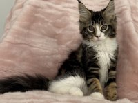 MCO dişi 2209 renk üst kaliteli maine coon