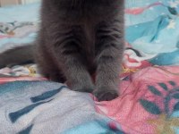 2 aylık Scottish fold yavru