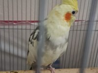 Takım sultan papağanı