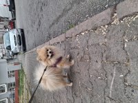 Pomeranian boo teacup 1 yaşında