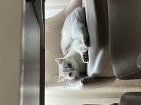 Pamuk british shorthair kızımıza yeni aile arıyoruz