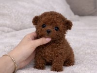Irk Ve Sağlık Garantili Kore Poodle