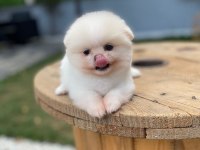 Pomeranian boo ayı surat garantili şirinlerimiz