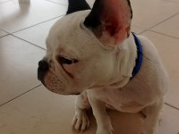 7 aylık french bulldog