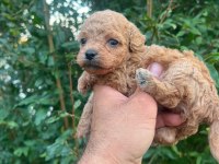 0 numara maltipoo