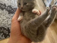 Scottish Fold Yavrularımız